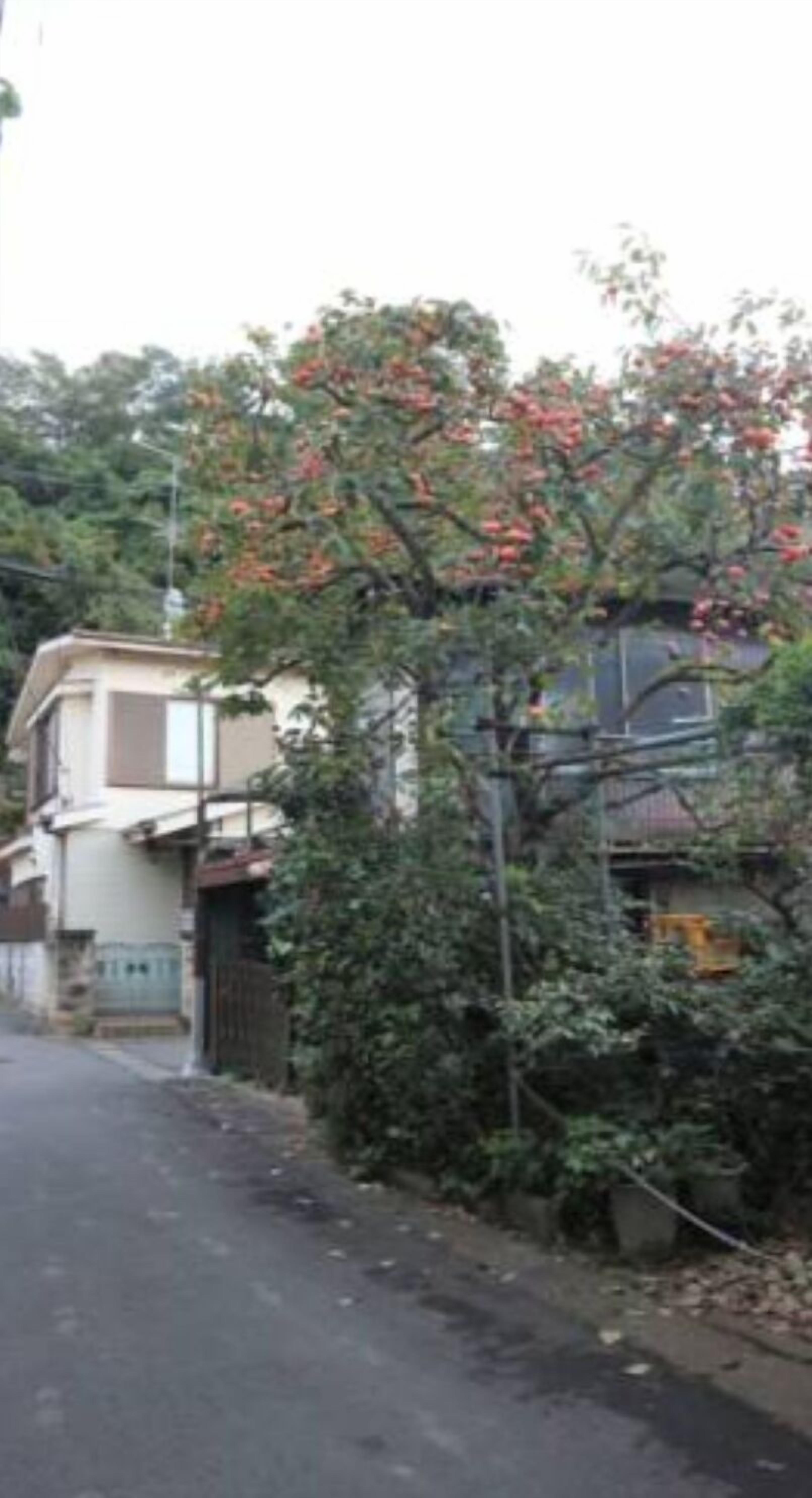 The surroundings and the mountain behind.