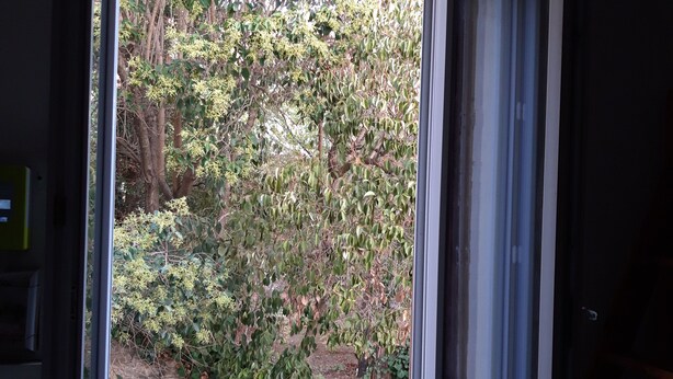 A window with a view of dense foliage and a stone wall. - Lovely studio in the heart of the historic center (Montpellier)