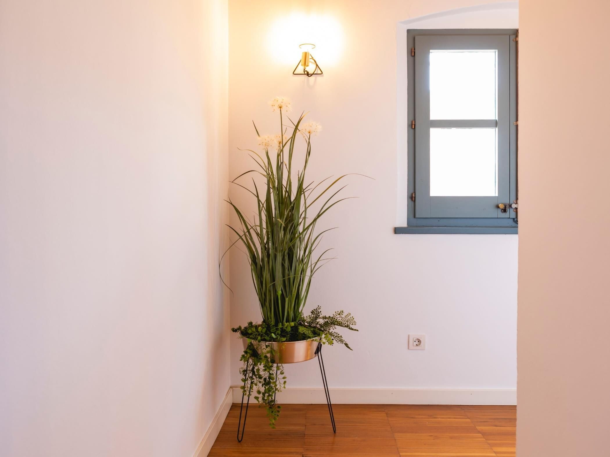 A corner of a room with a wooden floor, a white wall, a blue-framed window, and a hanging plant with green foliage and white flowers.