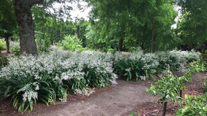 A garden path surrounded by lush greenery and flowering plants. - Self contained unit. By the beach and golf course  only 2.2 kms to town centre (Motueka)