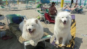 Two fluffy white dogs sitting on beach chairs under umbrellas. - Alba 4 pers. - One Bedroom Resort, Sleeps 4 (Lido di Spina)