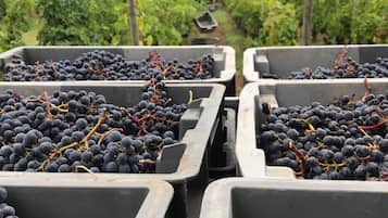 Bodega de vino