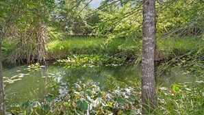 A natural pond surrounded by dense greenery and trees. - Creekside Country Guesthouse | 2 Bedroom plus loft | Beautiful Country Setting (Fredericksburg)