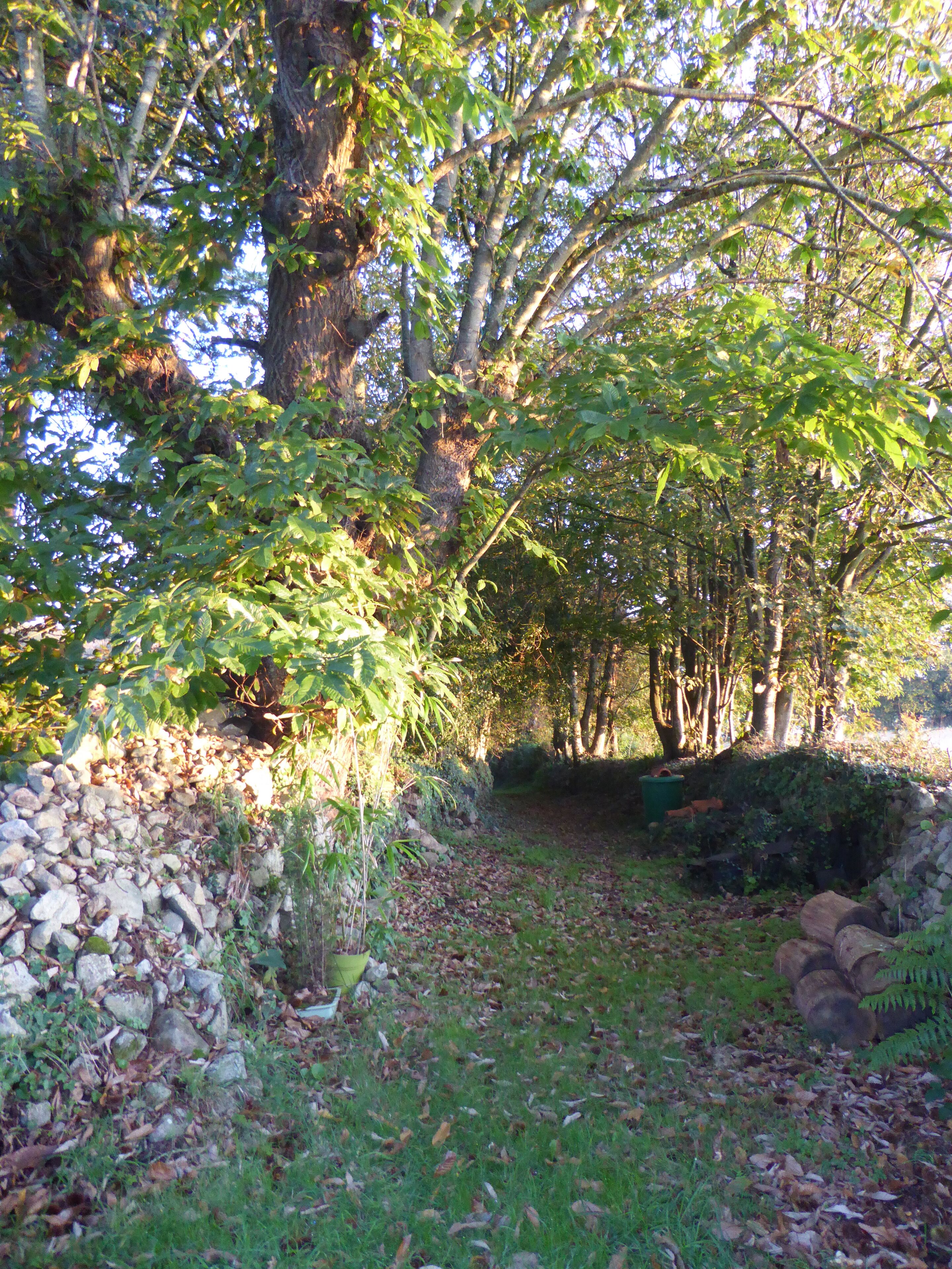 Un sendero serpentea por un área boscosa con árboles y un muro de piedra a un lado.