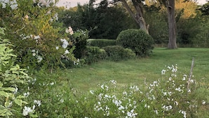 A lush garden with a variety of plants and trees, including a prominent tree with a thick trunk and dense foliage.