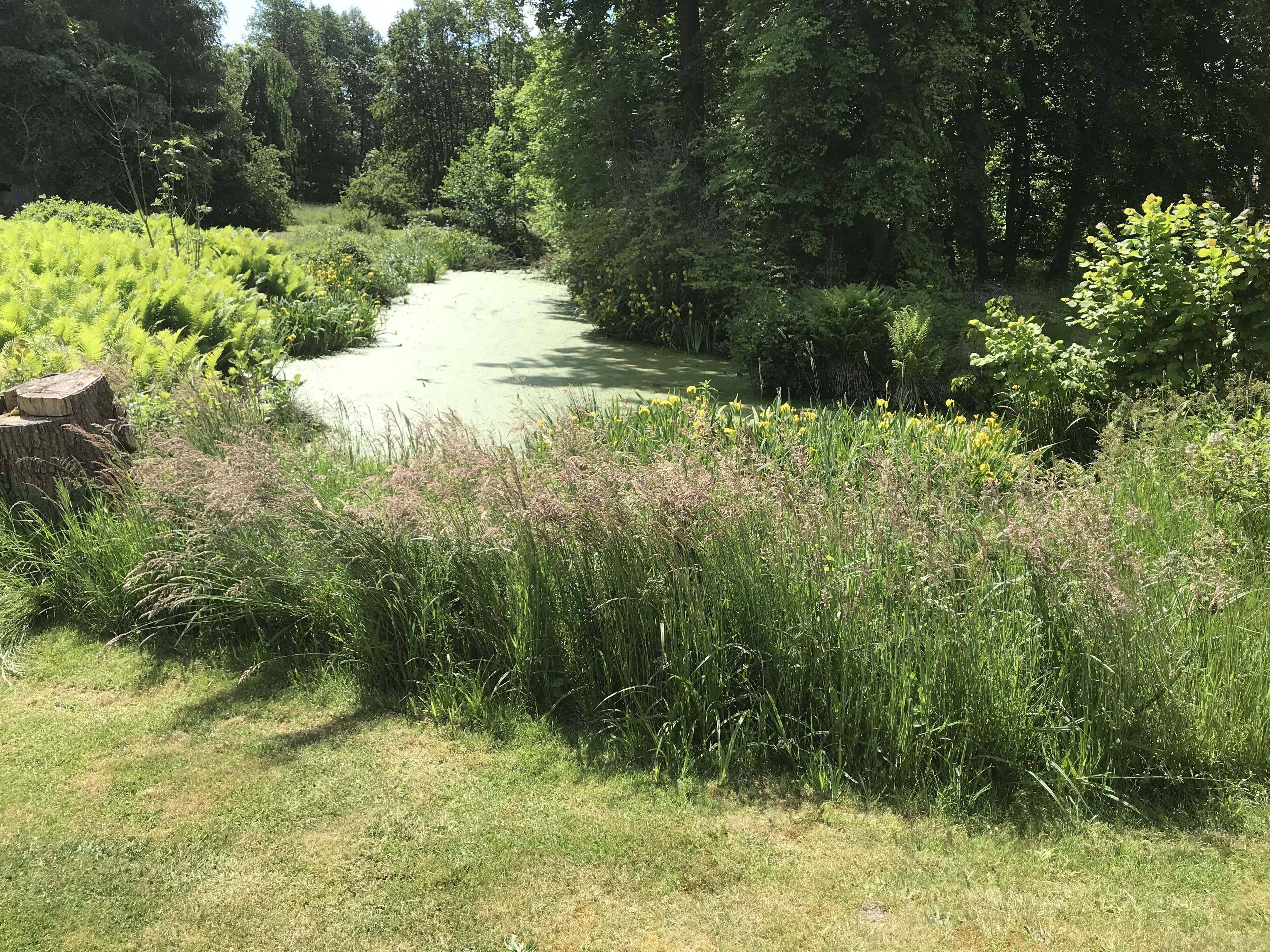 Een rivier omringd door weelderige begroeiing en bomen.