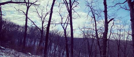 A forest with bare trees and a snow-covered ground.