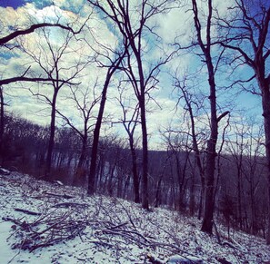 Une forêt aux arbres dénudés et au sol recouvert de neige.