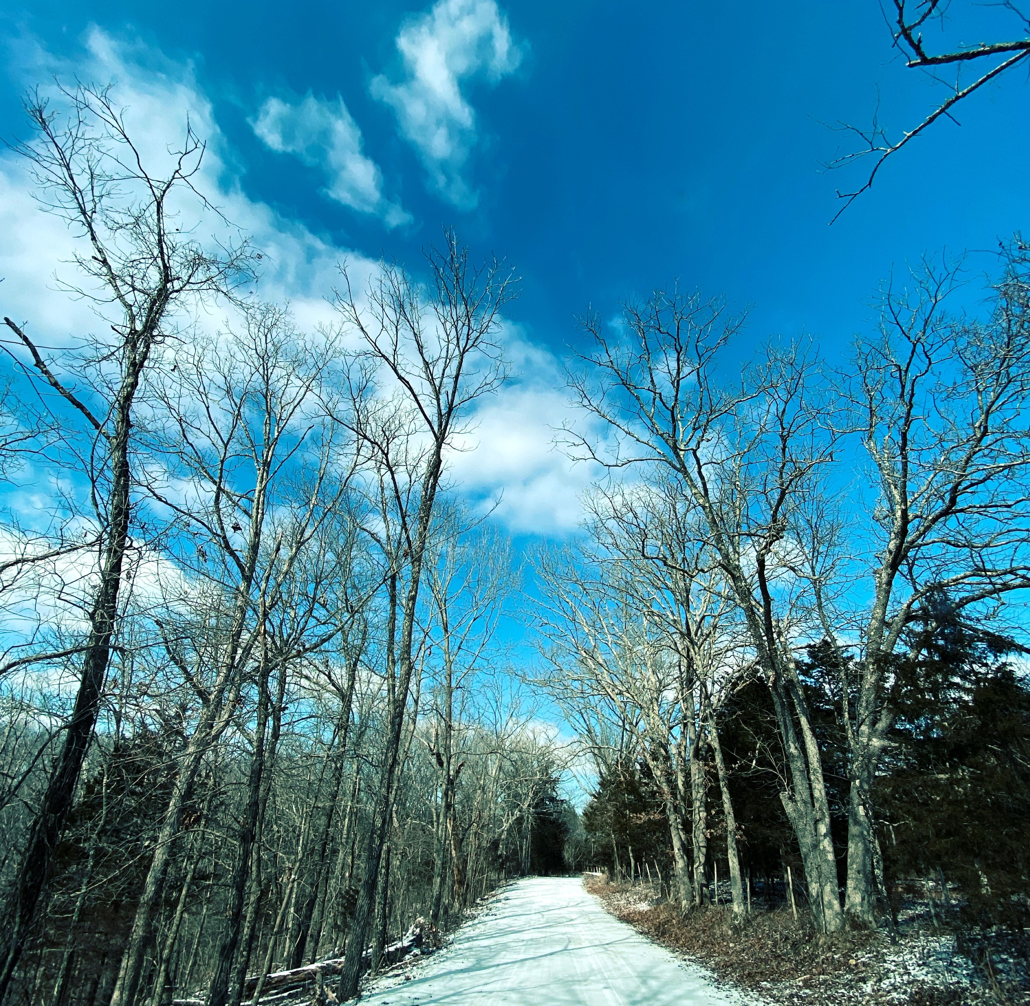 Une route enneigée bordée d’arbres sans feuilles, sous un ciel bleu dégagé.