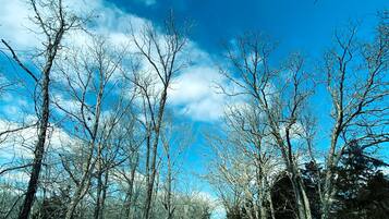 Une route enneigée bordée d’arbres sans feuilles, sous un ciel bleu dégagé.