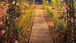 A wooden pathway flanked by rose bushes and plants leading to a thatched-roof structure. - El Primero Hotel (Sarandë)