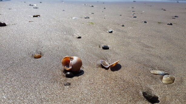 Ein sandiger Strand mit vereinzelten Muscheln und Kieselsteinen.