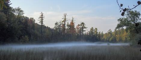A misty lake surrounded by dense forest and tall trees.