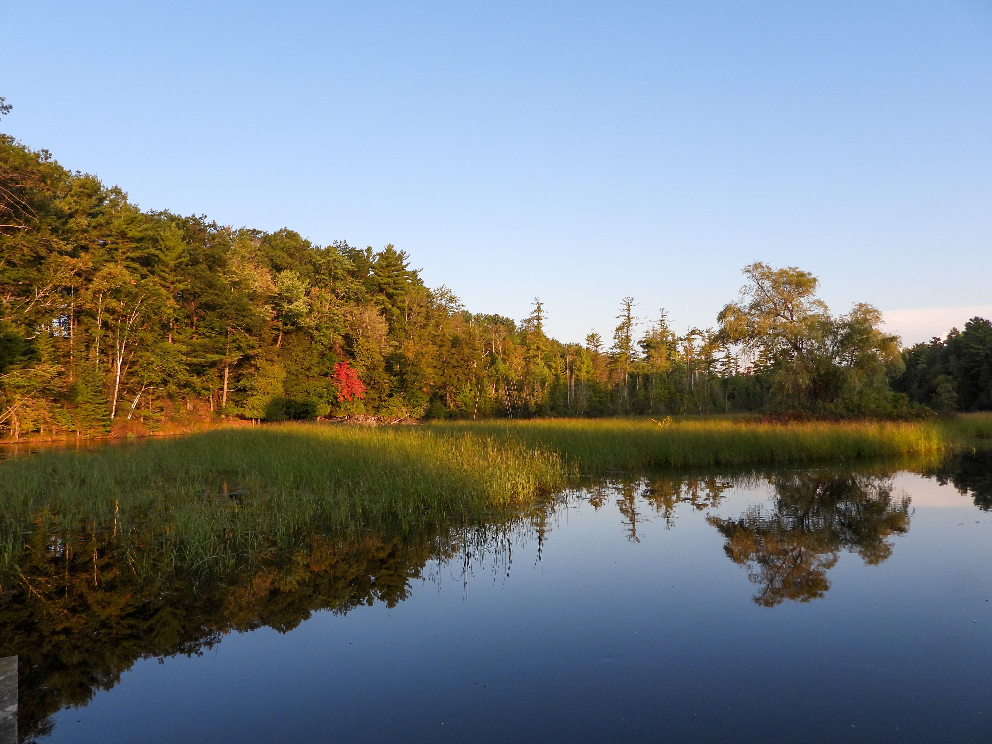 A calm lake with dense forest on one side and a clear sky above.