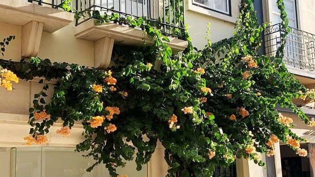 A building with a balcony, a window display with flowers, and a potted plant.