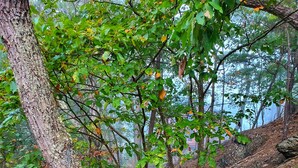 Gradi de fusta en una zona boscosa, amb barana de fusta, envoltat d'arbres i fulles caigudes.