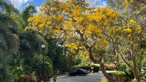 Un sendero pavimentado bordeado por árboles con flores amarillas y diversas otras plantas.