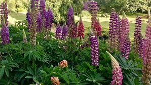 Un jardín con altas flores moradas y follaje verde.