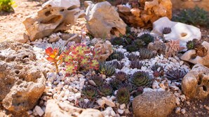 Un giardino con diverse piante grasse e rocce.