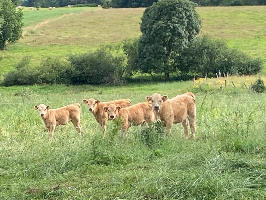 A group of cattle in a grassy field with trees in the background.