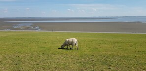 På stranden og solsenger
