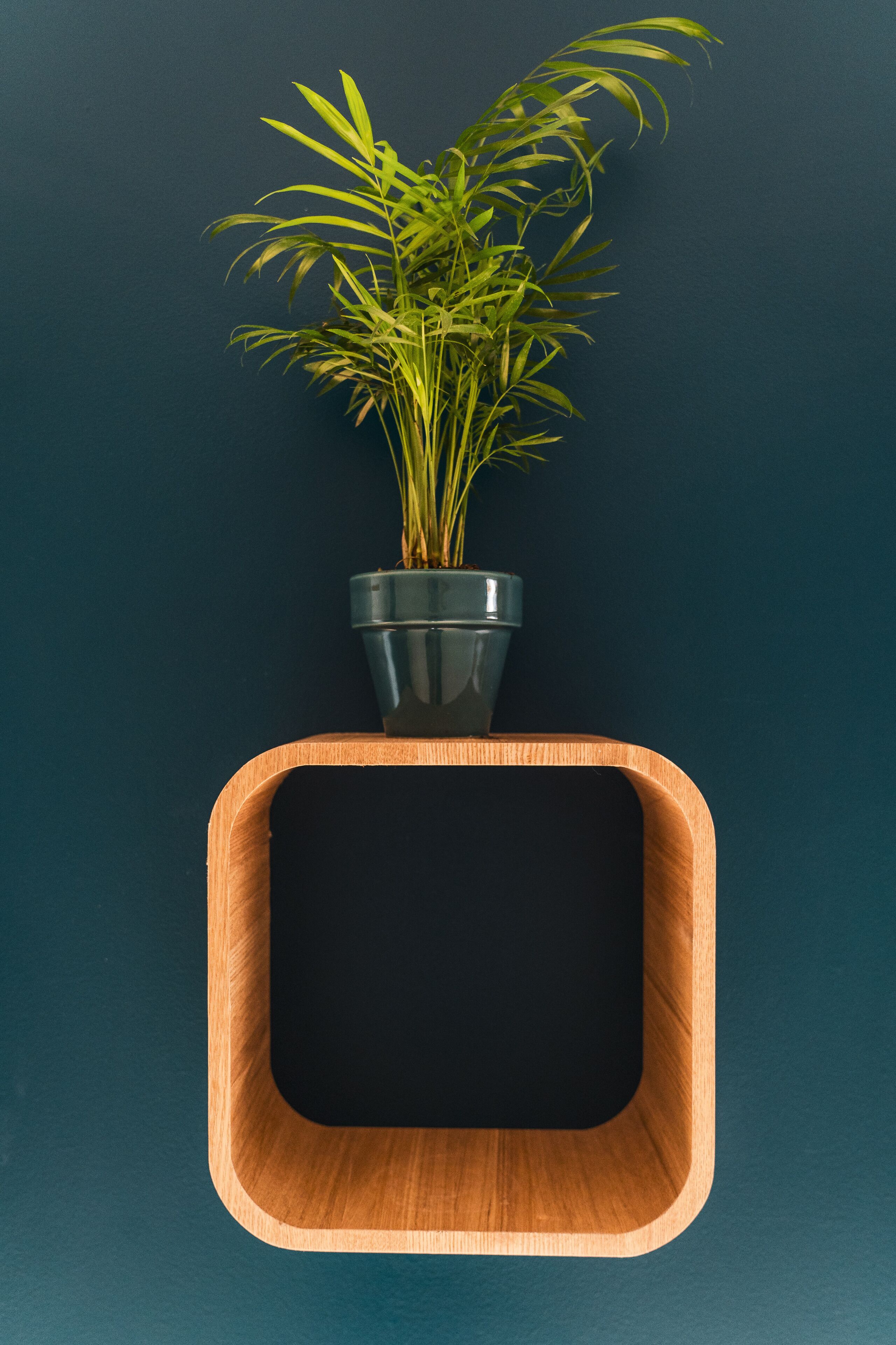 A potted plant in a square wooden planter against a dark background.