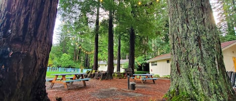 Un área boscosa con mesas de picnic y un pequeño edificio, probablemente una cabaña o refugio.