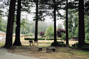 A park with tall trees, picnic tables, and benches.