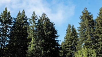 Uma floresta densa de árvores perenes altas sob um céu claro.