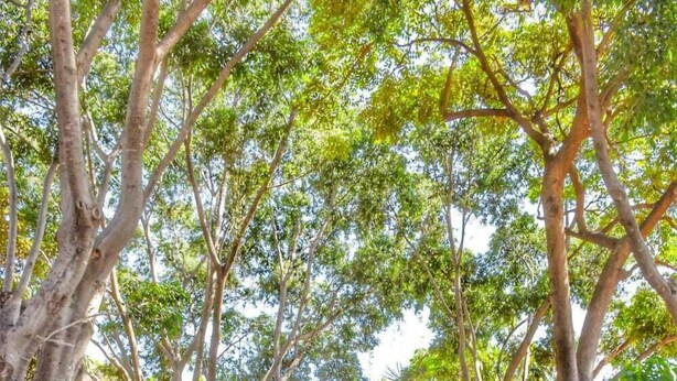 Un sendero adoquinado que lleva a un arco rojo, rodeado de árboles y follaje exuberante.