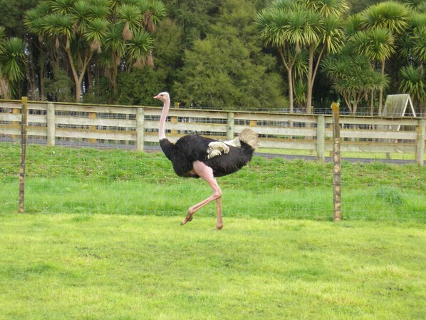 An ostrich in a grassy enclosure with a fence and trees in the background. - Waitomo Big Bird Retreat (Waitomo)