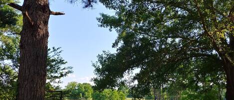 A serene park with a pond, trees, and a wooden dock.