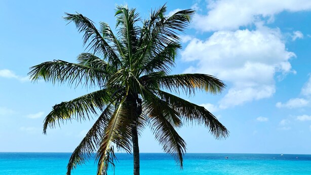 A single palm tree with a clear view of the ocean and a grassy area in the foreground.