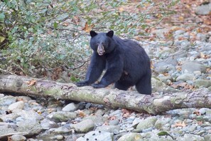 A bear on a log surrounded by rocks and foliage.