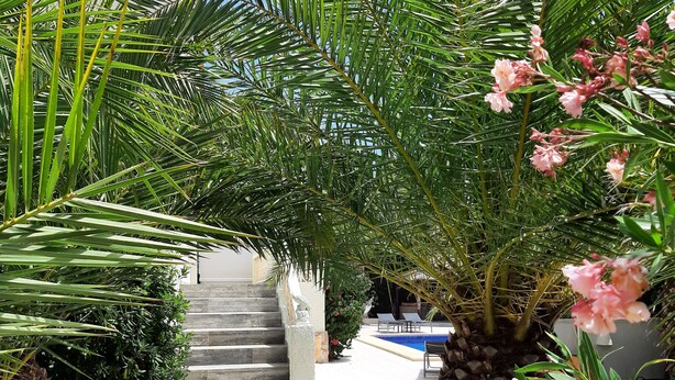 A pathway leading to a pool area with palm trees and pink flowers. - Casa Verde, cozy holiday home with private heated pool in Javea (Jávea)