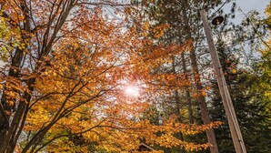 A cabin surrounded by autumn foliage with a clear sky. - Brand new pet friendly vacation home with private dock and firepit! (St. Germain)