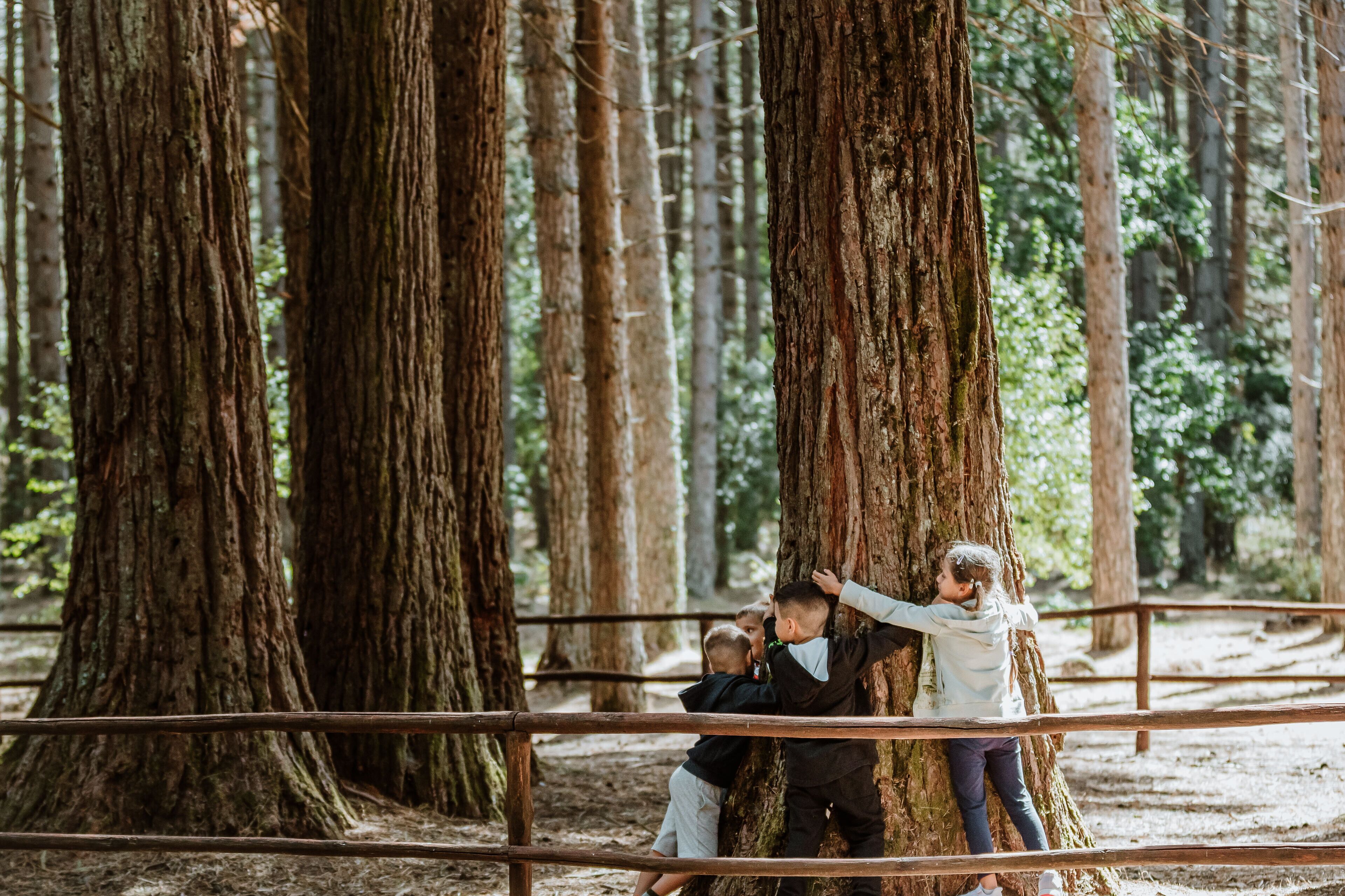 A forested area with a wooden railing and large trees.