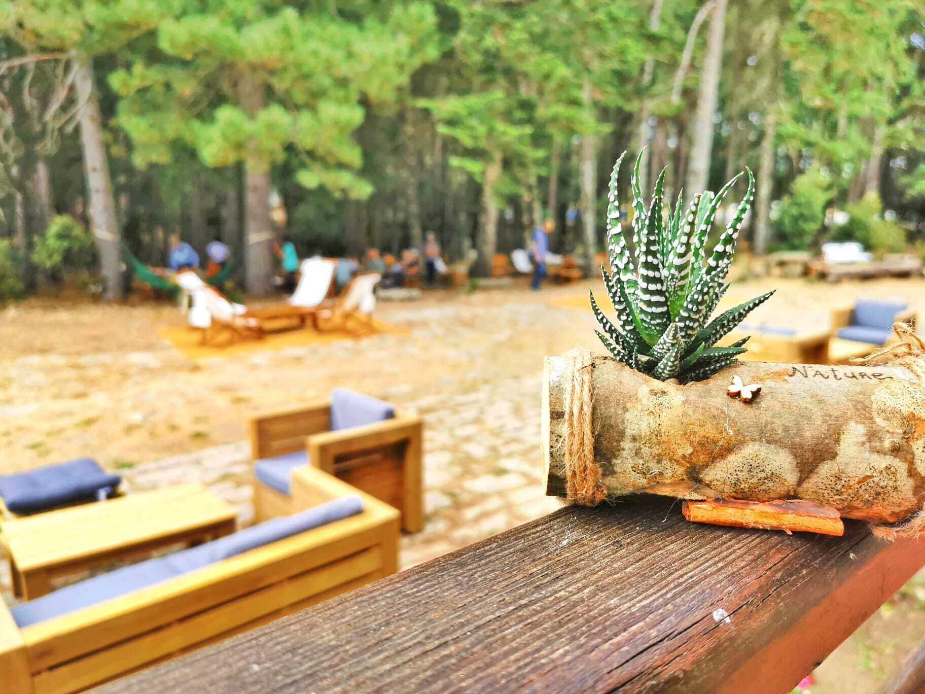 Un banc en bois avec un pot contenant une plante d’aloès.