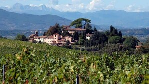 A vineyard with rows of grapevines and a building with multiple stories in the background.