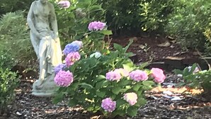 A garden with a statue, hydrangeas, and a brick wall.