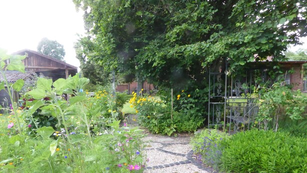 Un giardino con diverse piante e fiori, un vialetto sterrato e una recinzione in metallo.