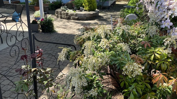 A garden with various plants and flowers, a metal bench, and a blue house in the background. - Lovely private guest suite w/hot tub/grill/kitchenette (Eugene)