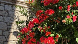 A stone building with a sign for "CAFET INN HOTEL" and a lush red flowering vine climbing the wall. - Afet Inn Hotel (Cesme)
