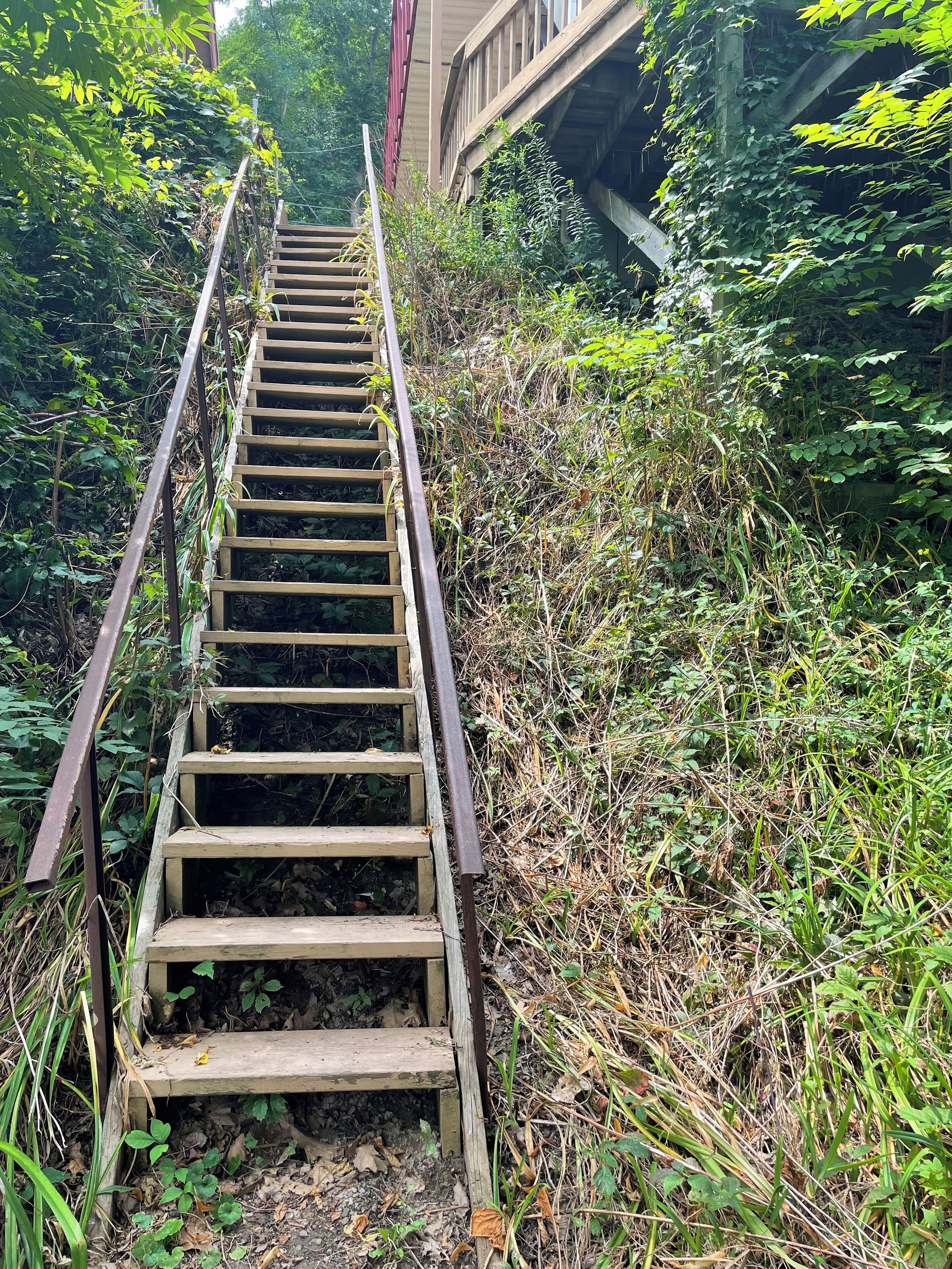 Eine hölzerne Treppe, umgeben von dichtem Grün, die zu einer Brücke führt.