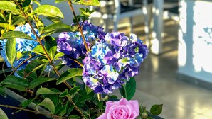 A potted plant with hydrangeas and roses in a modern indoor setting. - YALIN APART HOTEL (Bodrum)