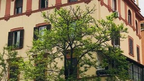 A multi-story building with a beige facade and red trim. There are multiple windows, some with shutters. A tree with green leaves is in front of the building. - SAN GIOVANNI APARTMENT 80 SQM (Roma)