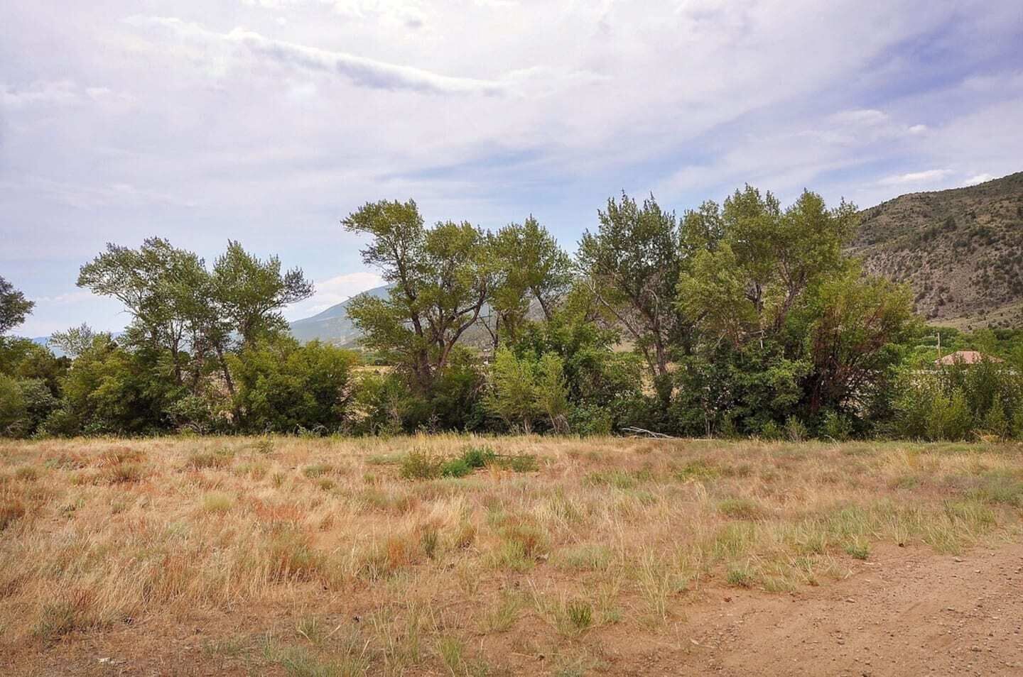 Un paysage naturel avec des arbres et un sentier de terre.