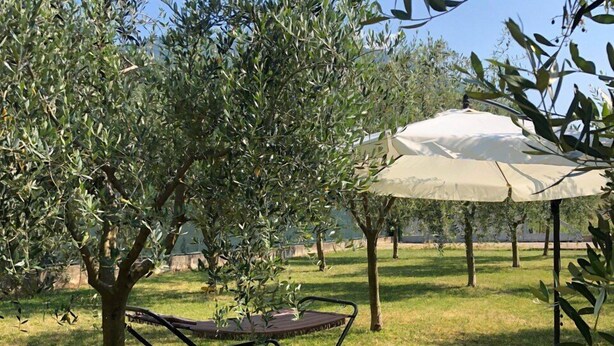 Uma área externa com assentos, duas poltronas de descanso e um grande guarda-sol, cercada por oliveiras.