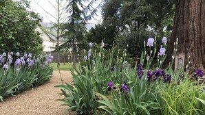 A garden pathway lined with purple irises and green foliage, leading to a wooden fence and a building in the background. - Clos des 3 Rois Chambres Hôtes Thouarcé (Bellevigne-en-Layon)