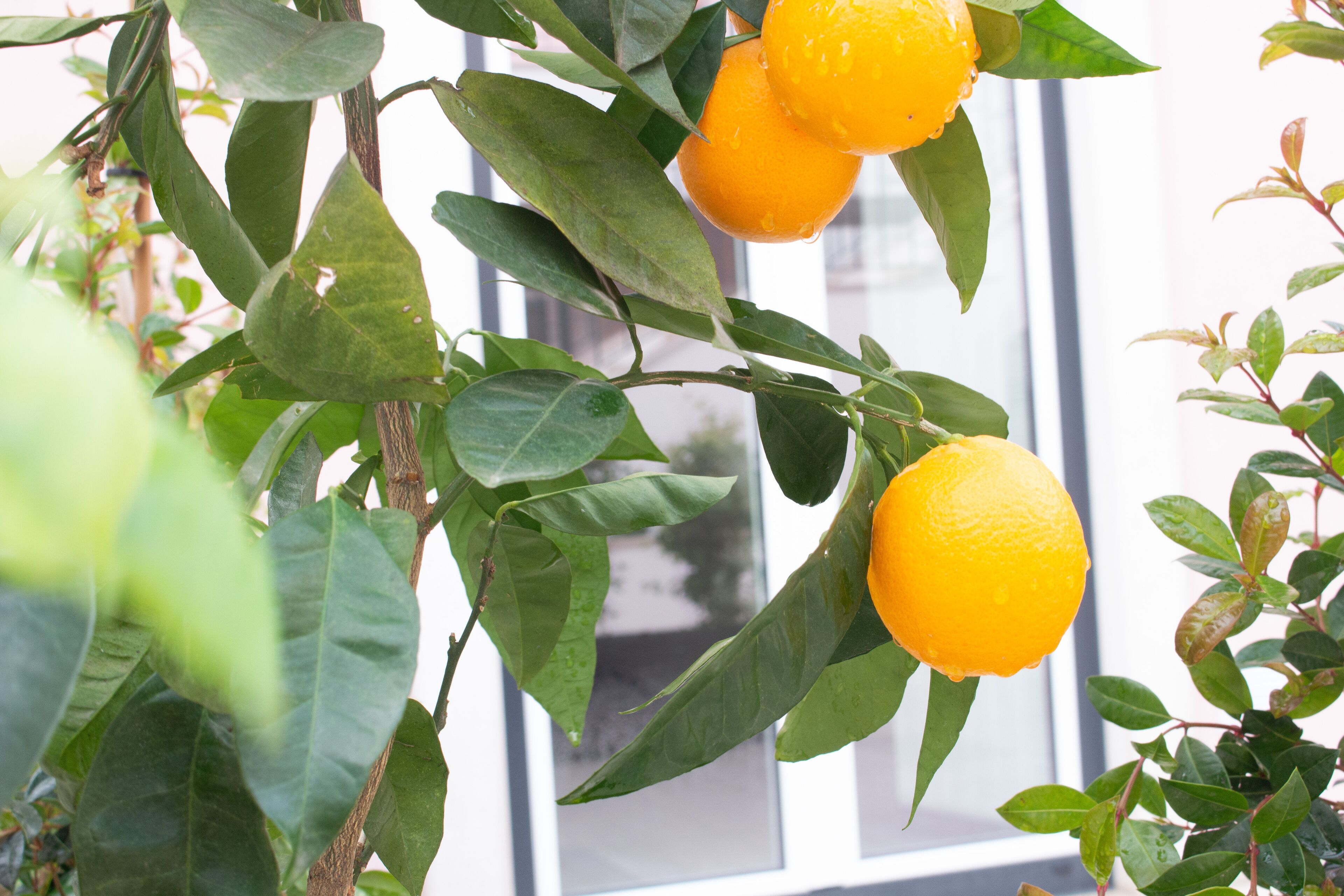 A citrus tree with oranges and green leaves.